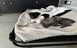 Italian Greyhound dogs for sale: Beautiful Italian greyhound puppies  - Image 21