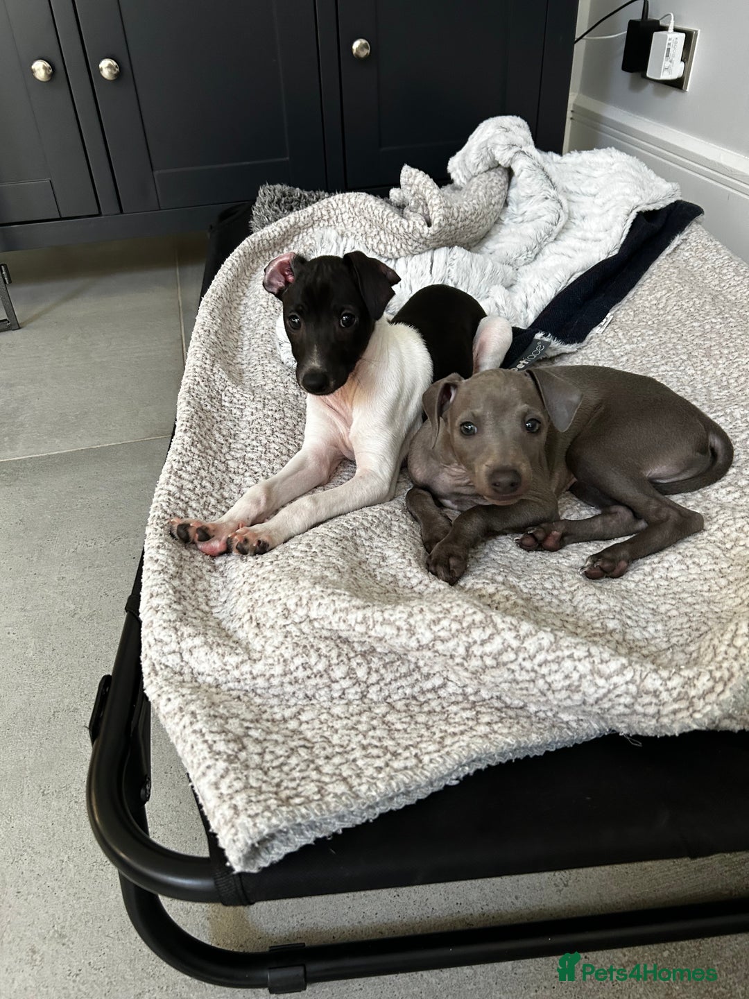 Italian Greyhound dogs for sale: Beautiful Italian greyhound puppies  - Image 21