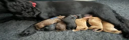 Cocker Spaniel dogs for sale: Working cocker spaniels  - Advert 5