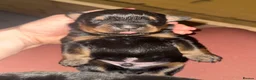 Rottweiler dogs for sale: Rottweiler puppies stunning pups born 4th Feb xx - Advert 2