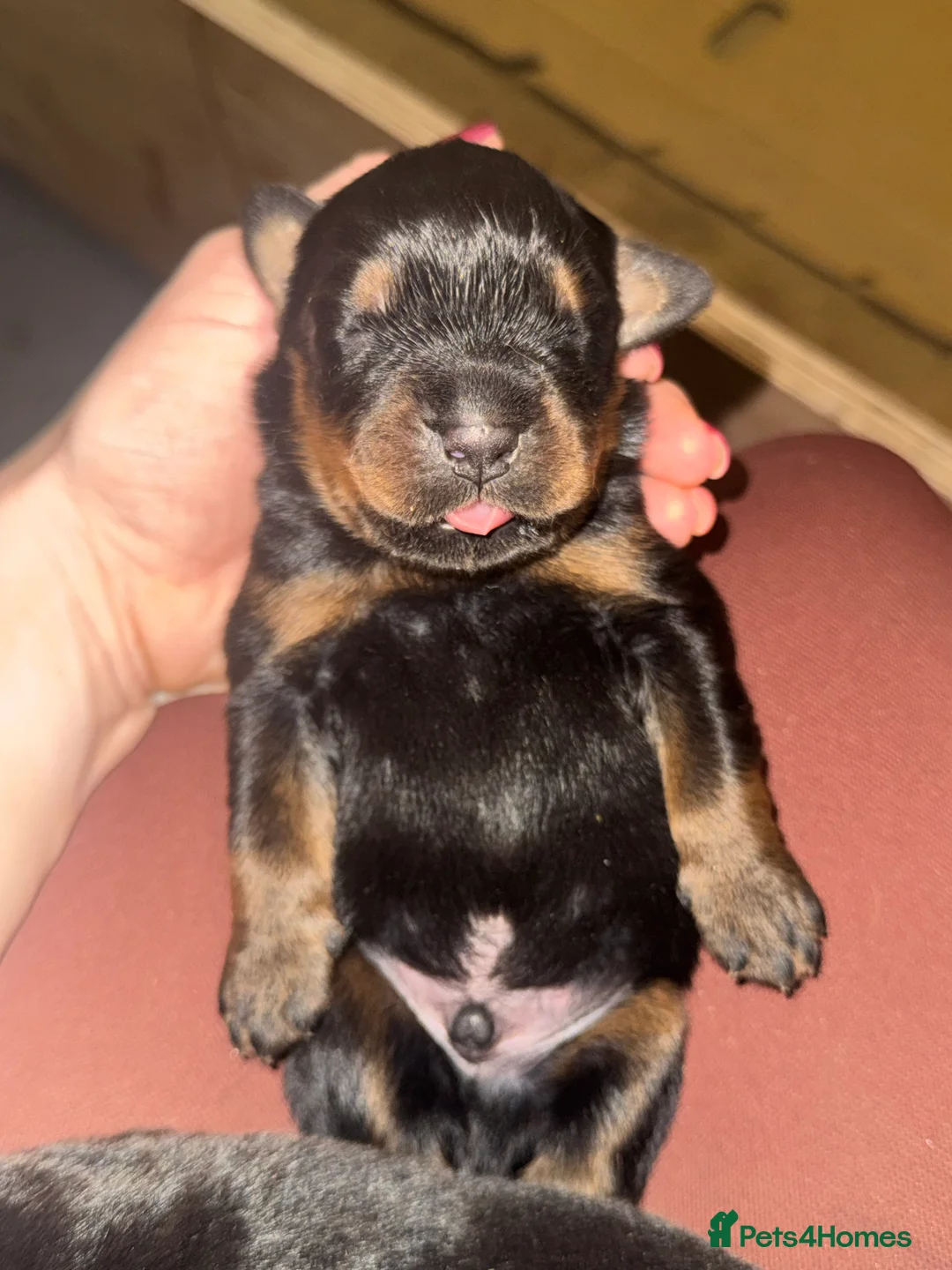 Rottweiler dogs for sale: Rottweiler puppies stunning pups born 4th Feb xx - Advert 2