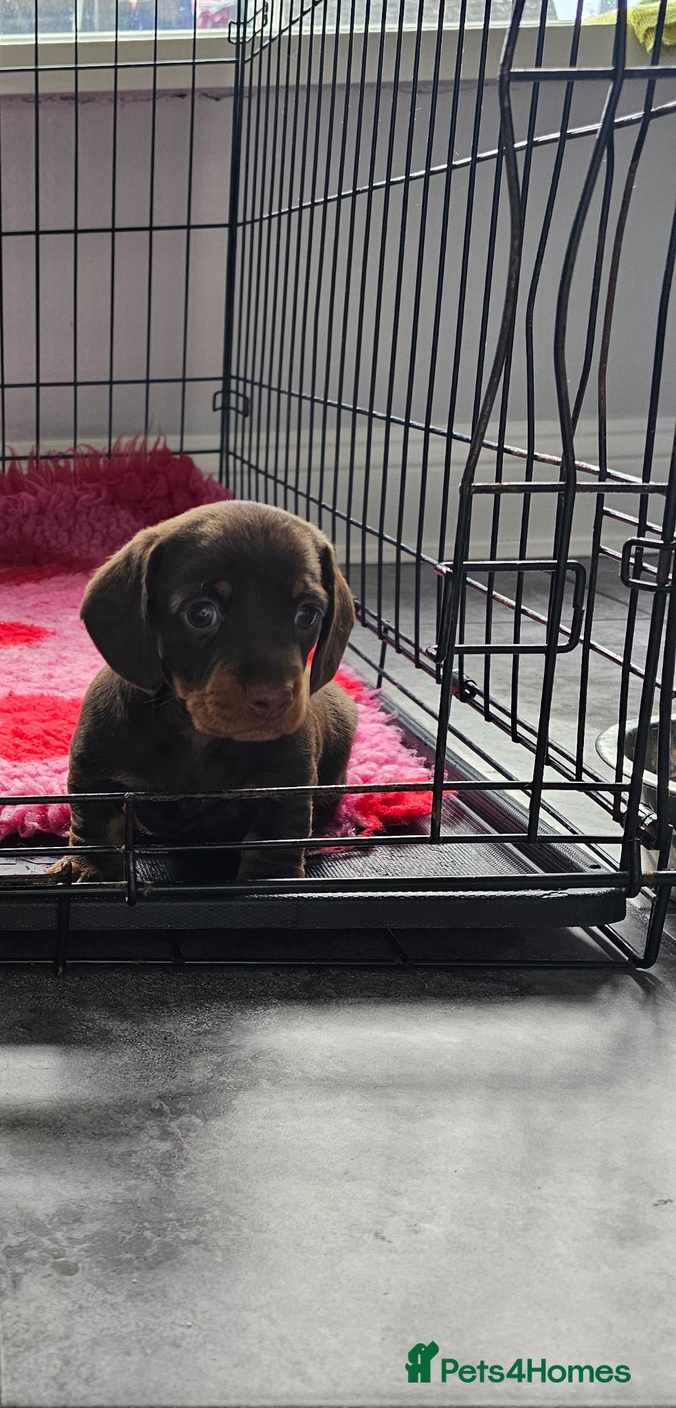 Miniature Dachshund dogs Female dachshund puppy  - Advert 2