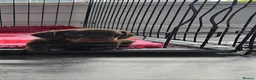 Miniature Dachshund dogs for sale: Female dachshund puppy  in Cardiff - Advert 1