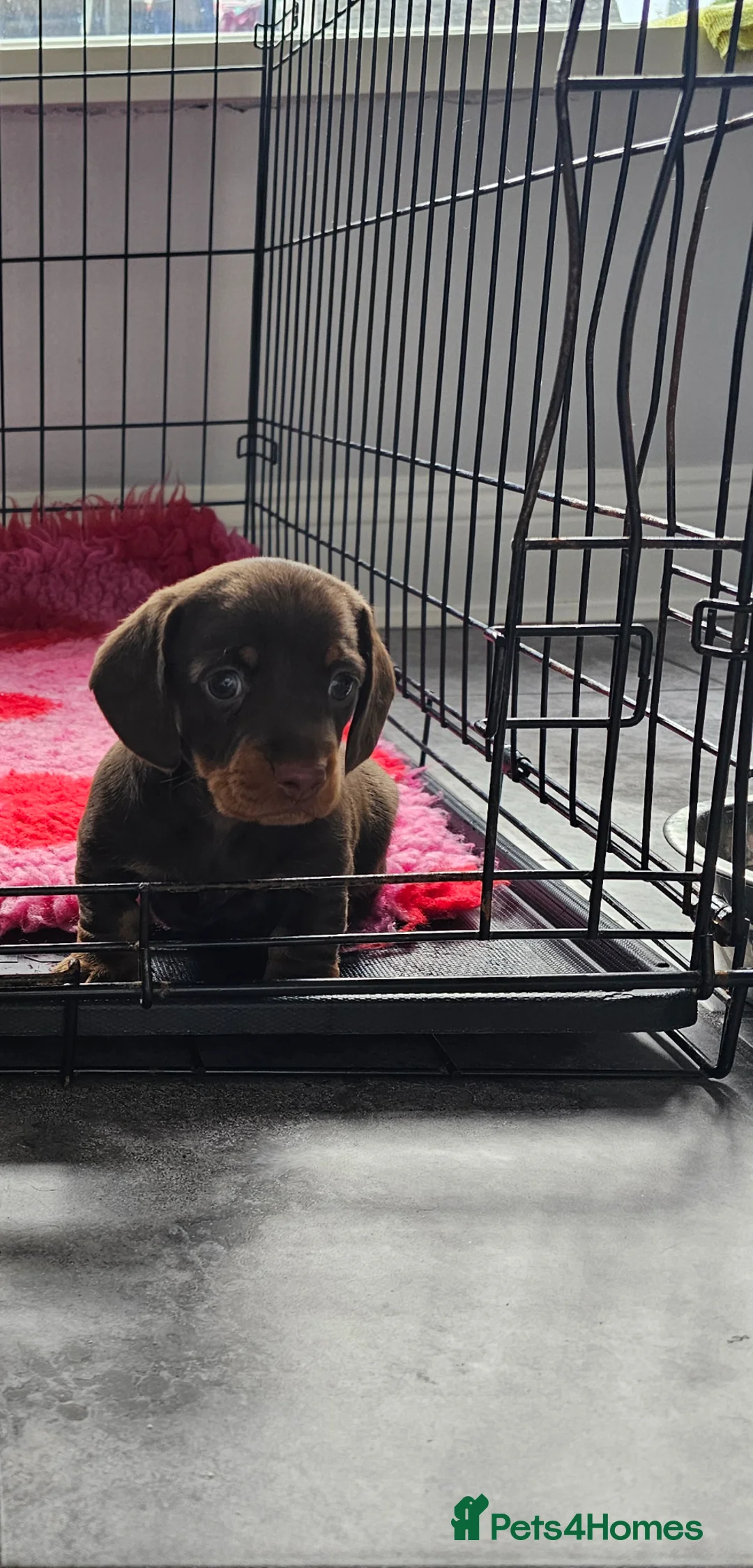 Miniature Dachshund dogs for sale: Female dachshund puppy  in Cardiff - Advert 1