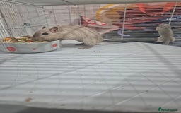 Gerbil rodents for sale: Gerbils for sale - Image 1