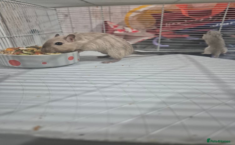 Gerbil rodents - Advert 1