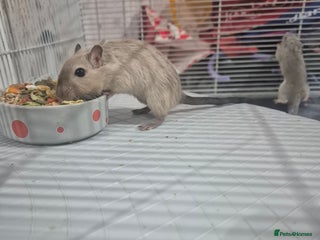 Gerbil rodents - Advert 3