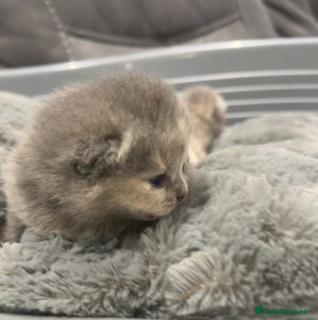 British Shorthair cats for sale: BSH KITTENS FOR SALE (price negotiable) - Advert 6