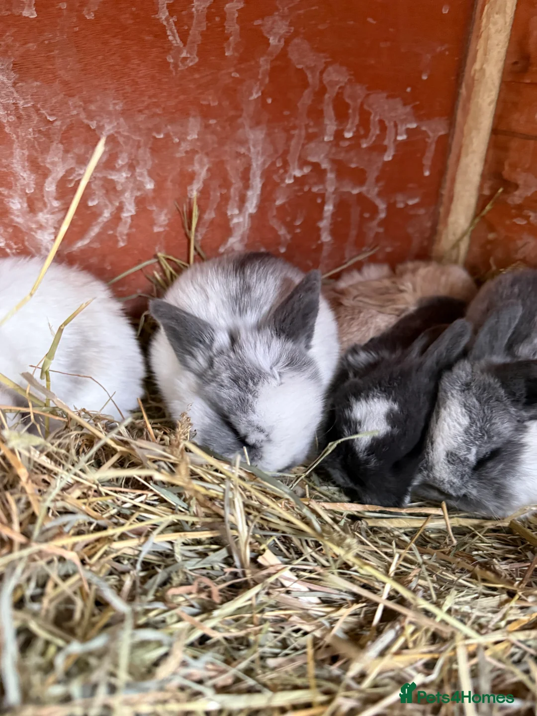 Mini Lop rabbits for sale: Mini lops  - Advert 1