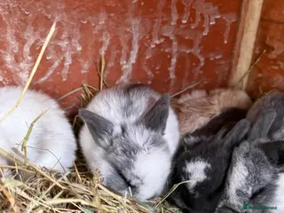 Mini Lop rabbits Mini lops - Advert 1