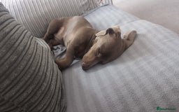 Miniature Dachshund dogs for sale: Winnie Miniature dachshund for sale  - Image 2