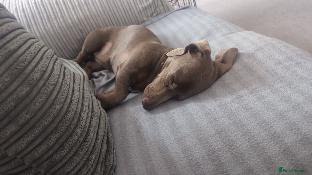 Miniature Dachshund dogs for sale: Winnie Miniature dachshund for sale  - Image 2
