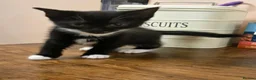 Mixed Breed cats for sale: Black kittens for sale  - Advert 2