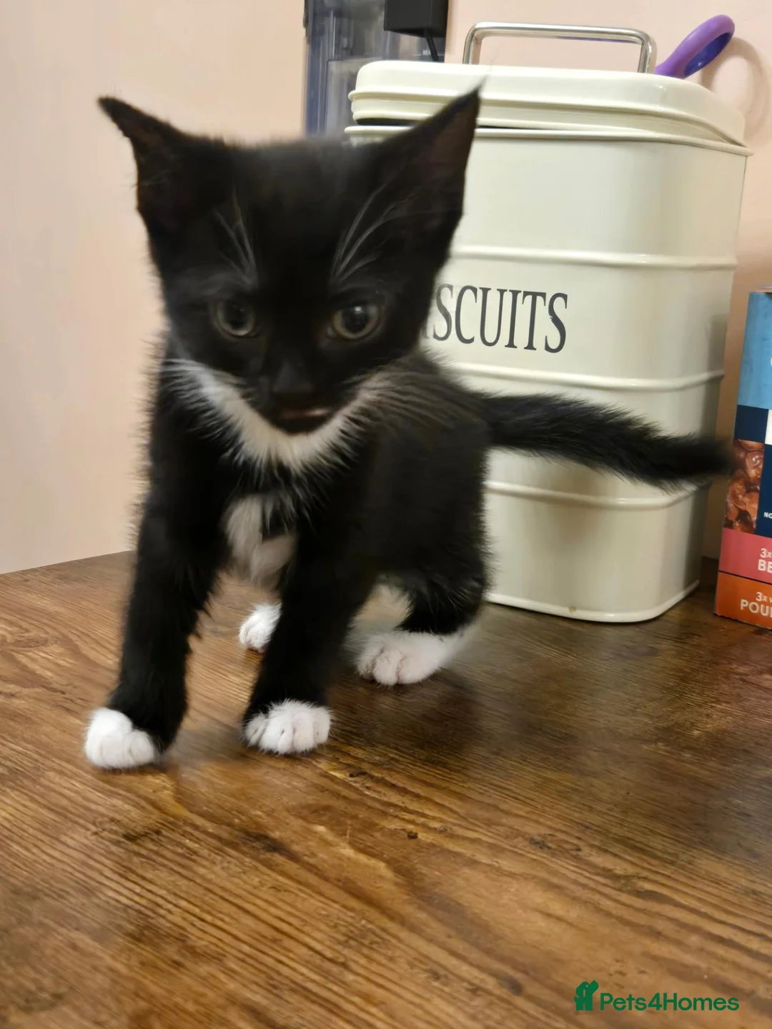 Mixed Breed cats for sale: Black kittens for sale  - Advert 2