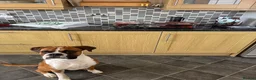Boxer dogs for sale: Male Boxer Needs a New Home in Hull - Advert 4