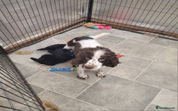 Cockapoo dogs for sale: 2 STUNNINF F1 FEMALE COCKAPOOS - Image 8