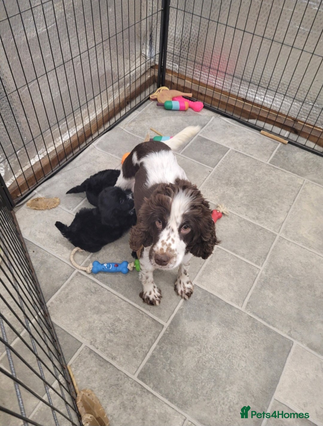 Cockapoo dogs for sale: 2 STUNNINF F1 FEMALE COCKAPOOS - Image 8