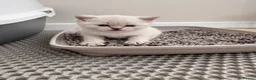 British Shorthair cats for sale: Purebred British Shorthair Kittens in Brighton - Advert 10