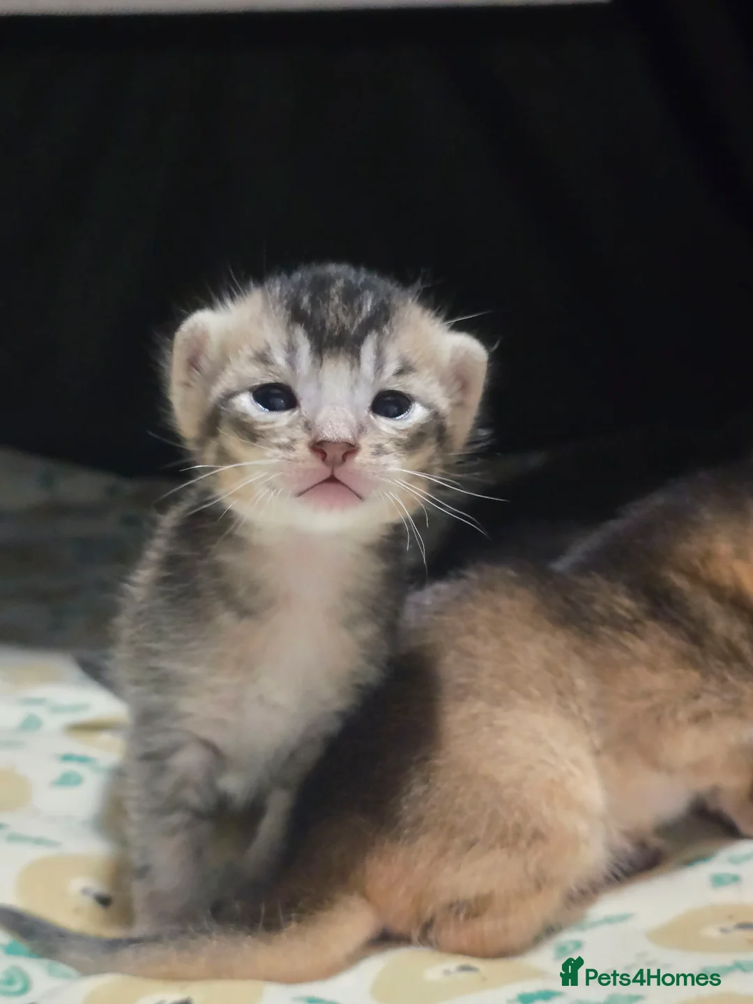 Abyssinian cats for sale: Stunning Kittens – Not to Miss - Advert 9