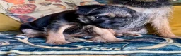Border Terrier dogs for sale: Border Terrier female puppy - Advert 1