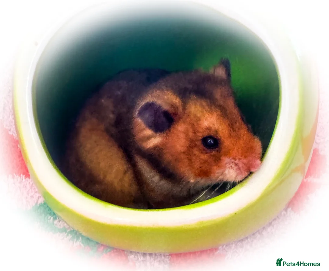 Hamster rodents for sale: Golden Umbrous Short Haired Male Pup in Kettering - Advert 2