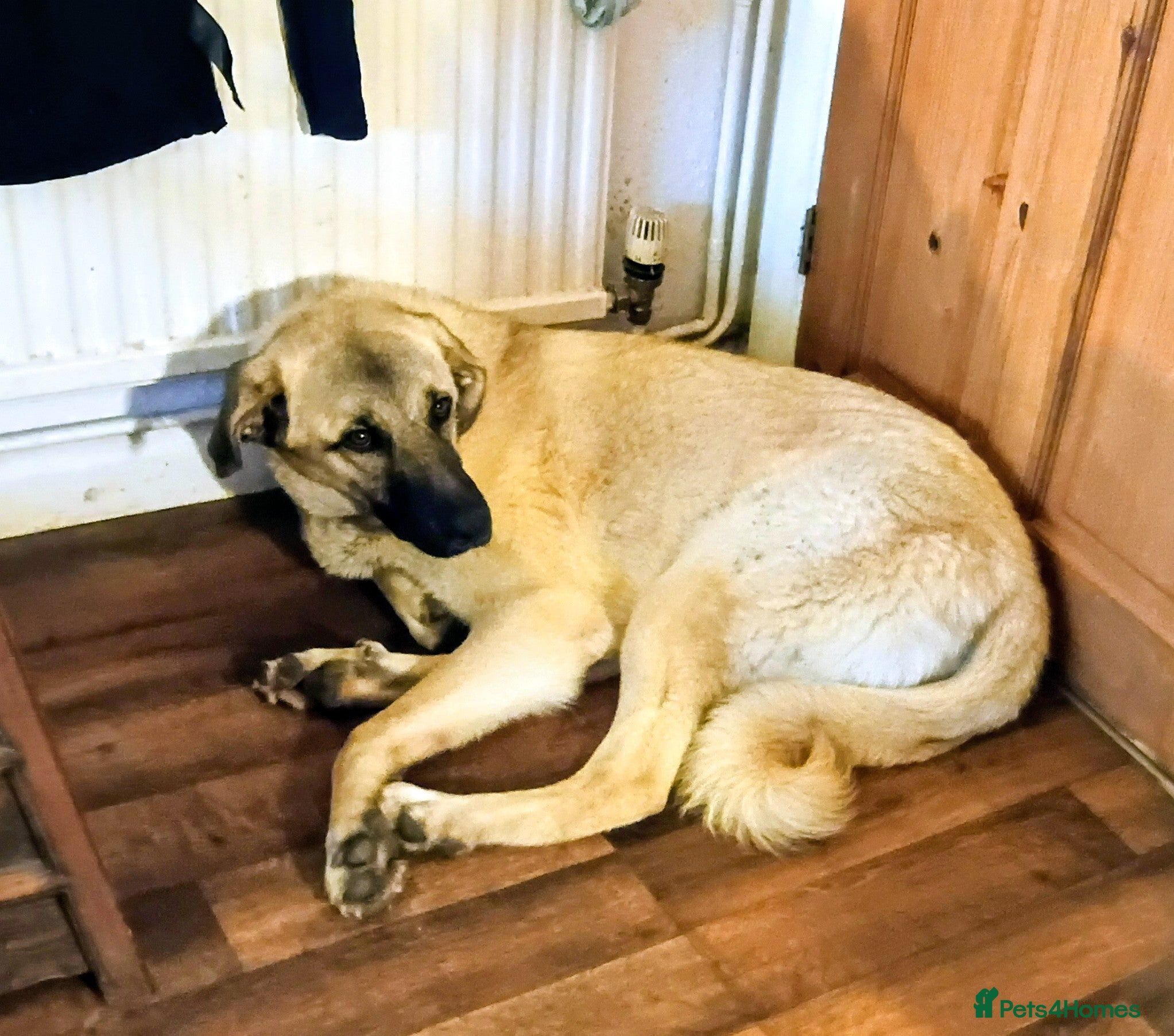 Mixed Breed dogs Livvy. Adorable mixed breed. - Advert 11