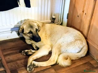 Mixed Breed dogs Livvy. Adorable mixed breed. - Advert 3