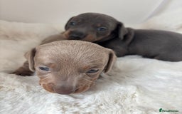 Miniature Dachshund dogs for sale: Miniature Dachshund Puppies  - Image 6