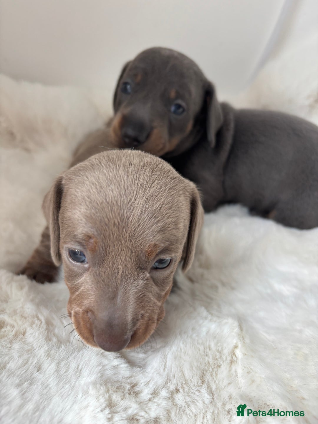Miniature Dachshund dogs for sale: Miniature Dachshund Puppies  - Image 6