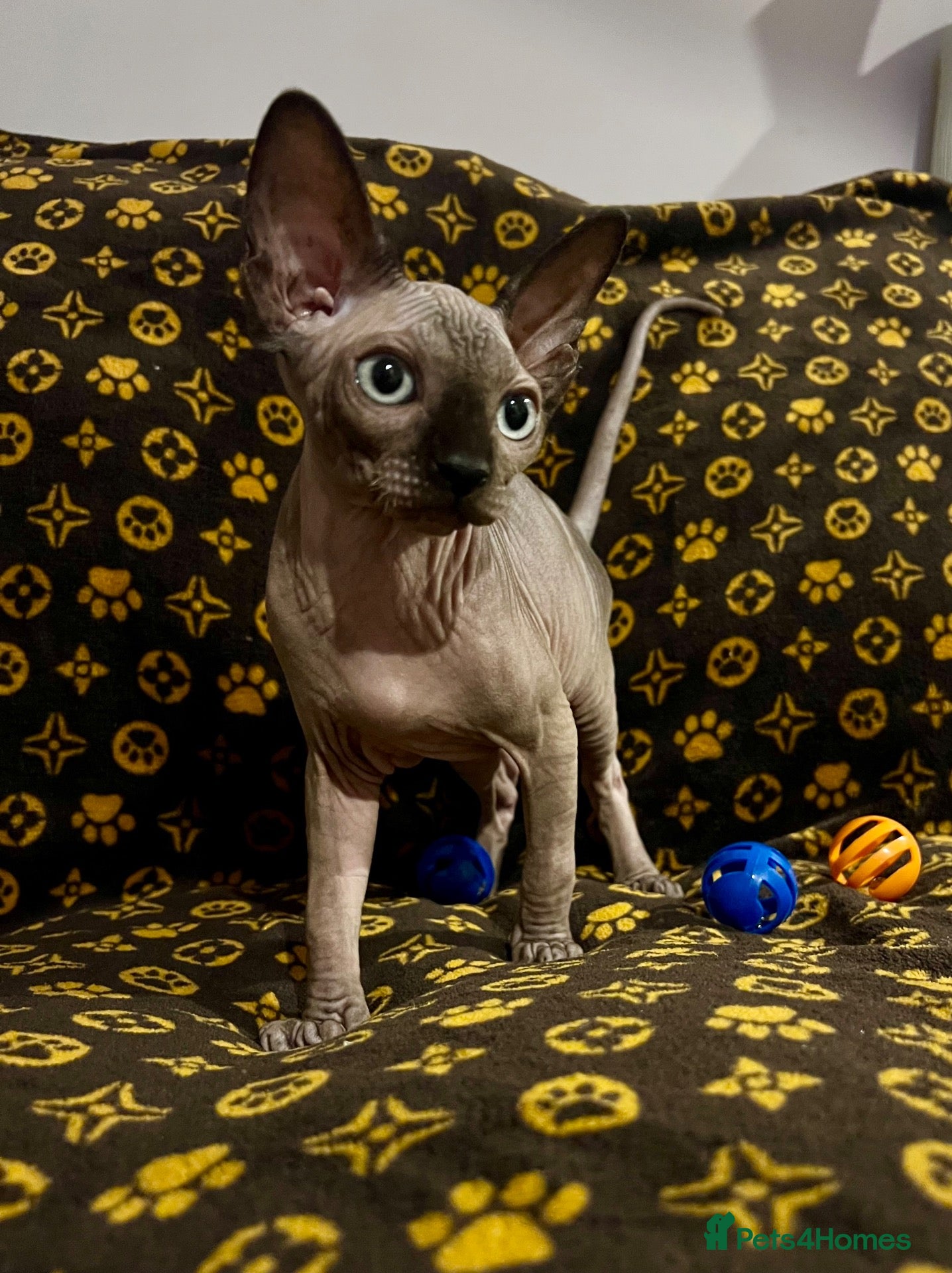 Sphynx cats for sale: 🐾 Beautiful Sphynx Kittens  ready to leave🐾 - Advert 1