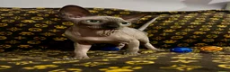 Sphynx cats for sale: 🐾 Beautiful Sphynx Kittens  ready to leave🐾 - Advert 1