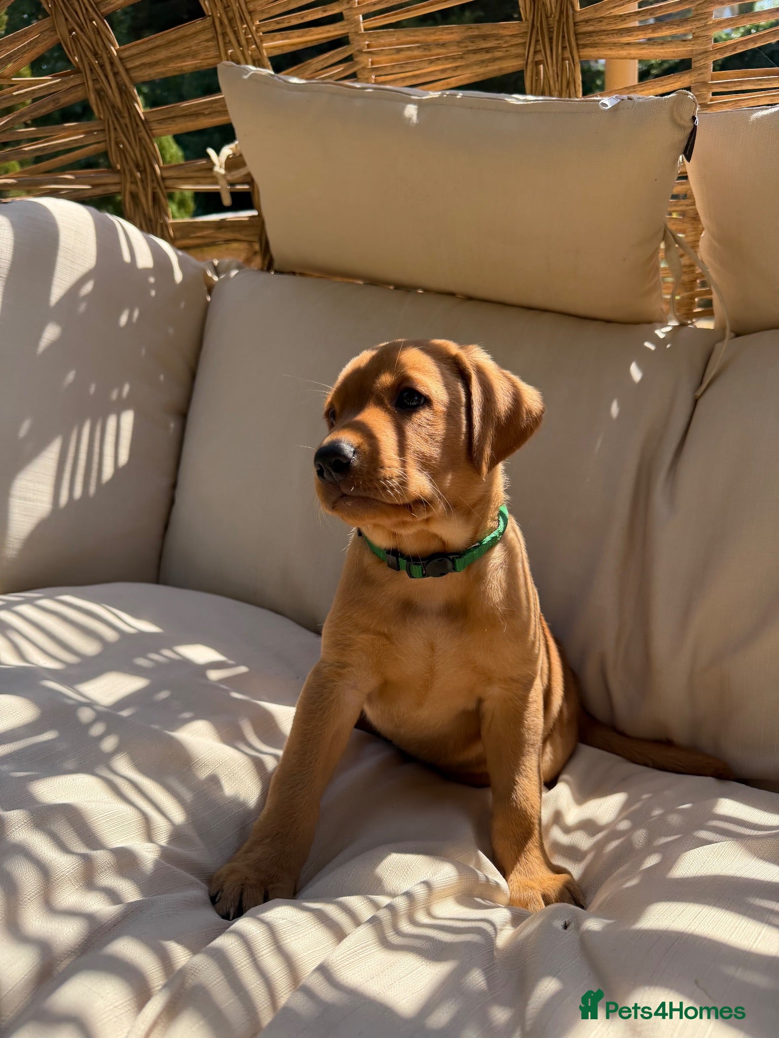 Labrador Retriever dogs 🐾Outstanding KC Fox Red Lab Puppies🐾 - Advert 12