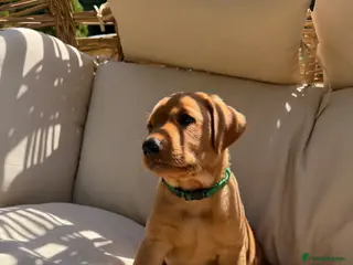 Labrador Retriever dogs 🐾Outstanding KC Fox Red Lab Puppies🐾 - Advert 12