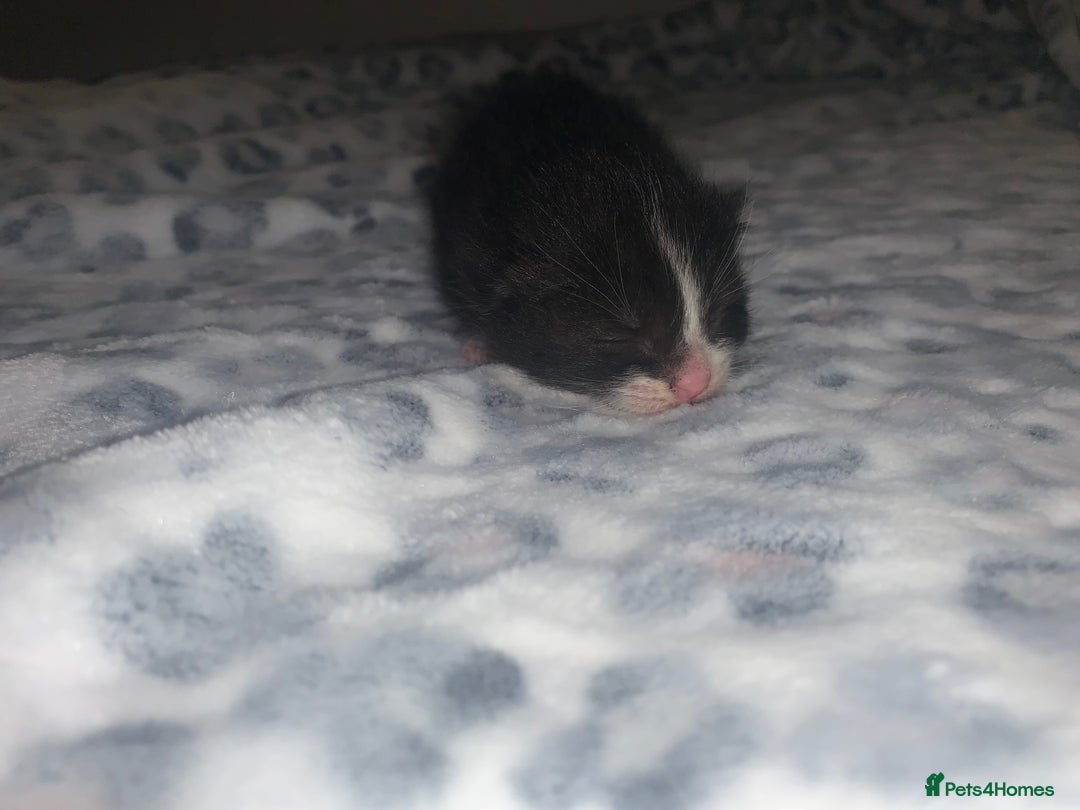 Mixed Breed cats for sale: Bright tabby’s and black kittens  - Advert 36