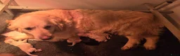Mini Goldendoodle dogs for sale: 4 outstanding miniature goldendoodle  - Advert 1