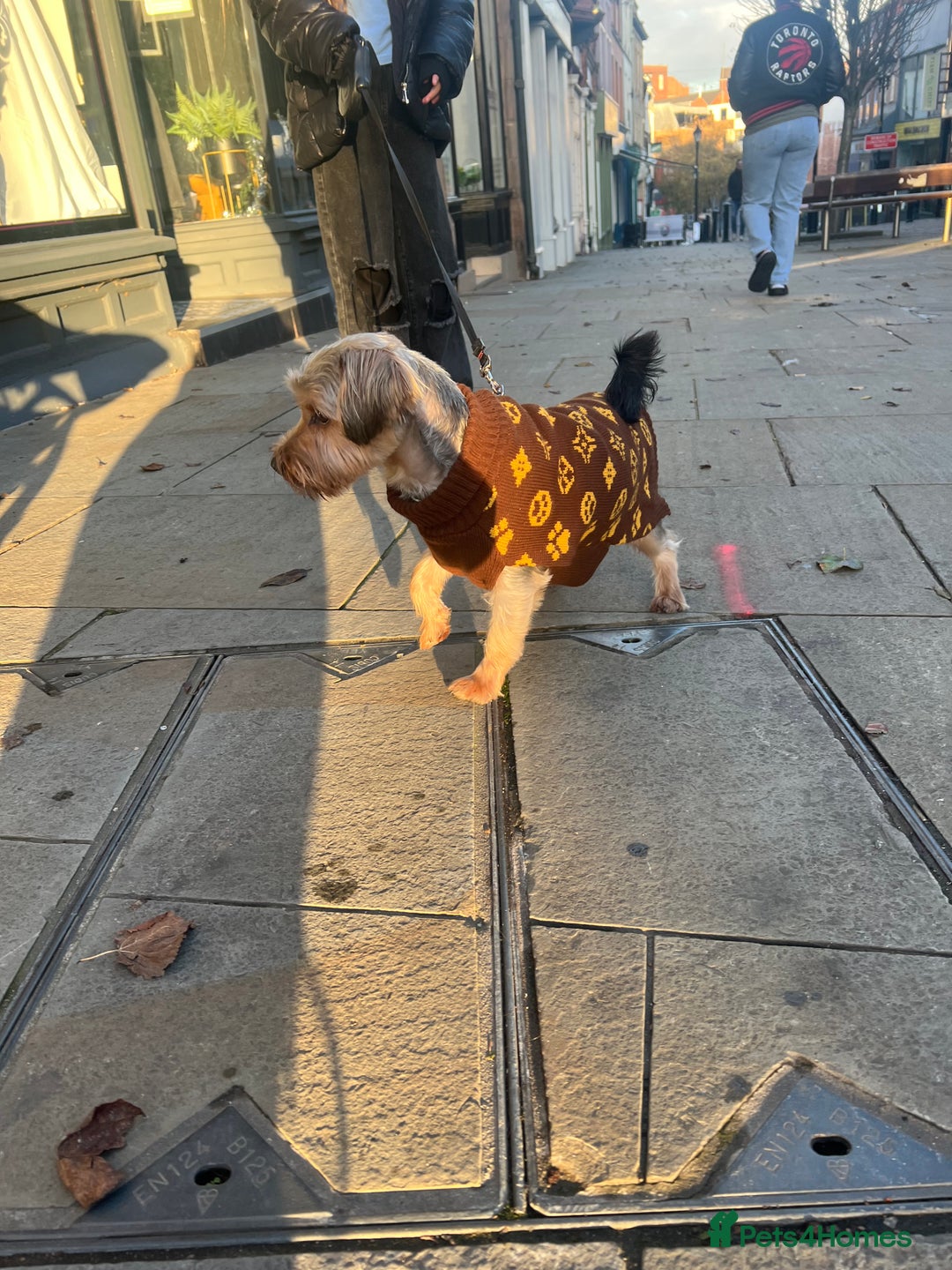 Yorkshire Terrier dogs for sale: Yorkshire terrier  - Advert 11