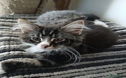 Maine Coon cats for sale: Maine Coon male kitten - Image 1
