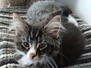Maine Coon cats for sale - Advert 1
