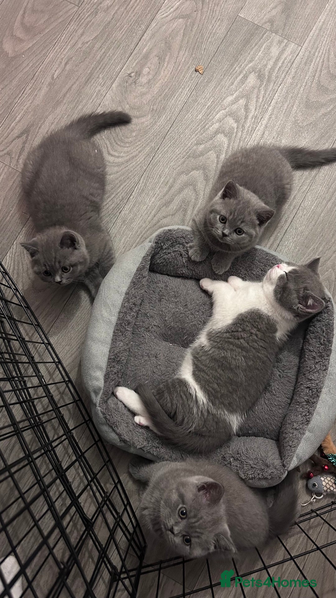 British Shorthair cats for sale: 🧸✨6 Chunky British Shorthair Kittens For Sale✨🧸 - Advert 29