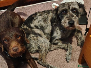 Mixed Breed dogs - Advert 5