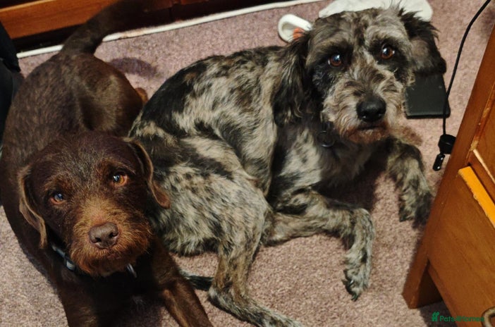 Mixed Breed dogs - Advert 2