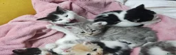 Mixed Breed cats for sale: 2 different litters, tiny kittens  - Advert 12