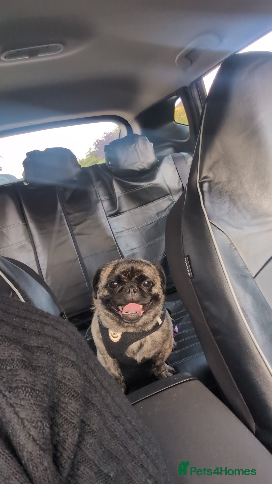 Mixed Breed dogs for sale: 5 year old pug-zu - Image 5