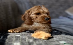 Cockapoo dogs for sale: Cockapoo Puppies - Advert 1