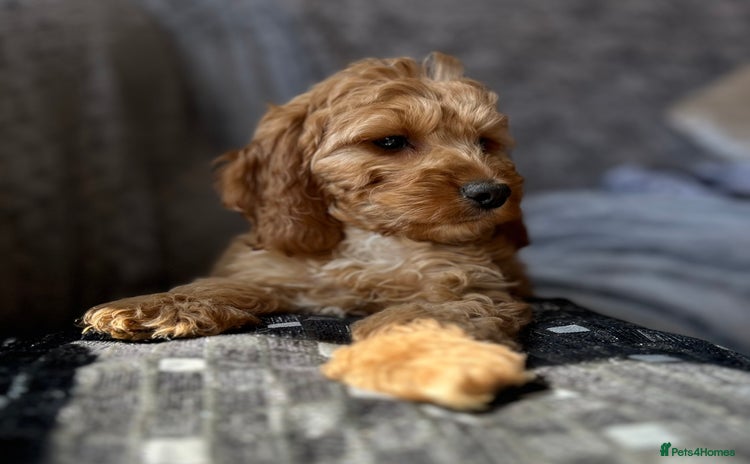 Cockapoo dogs Cockapoo Puppies - Advert 3