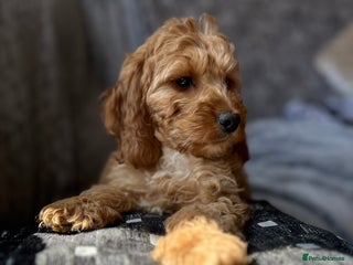 Cockapoo dogs Cockapoo Puppies - Advert 1