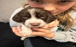 Mixed Breed dogs for sale: Sprockers cross  - Image 13