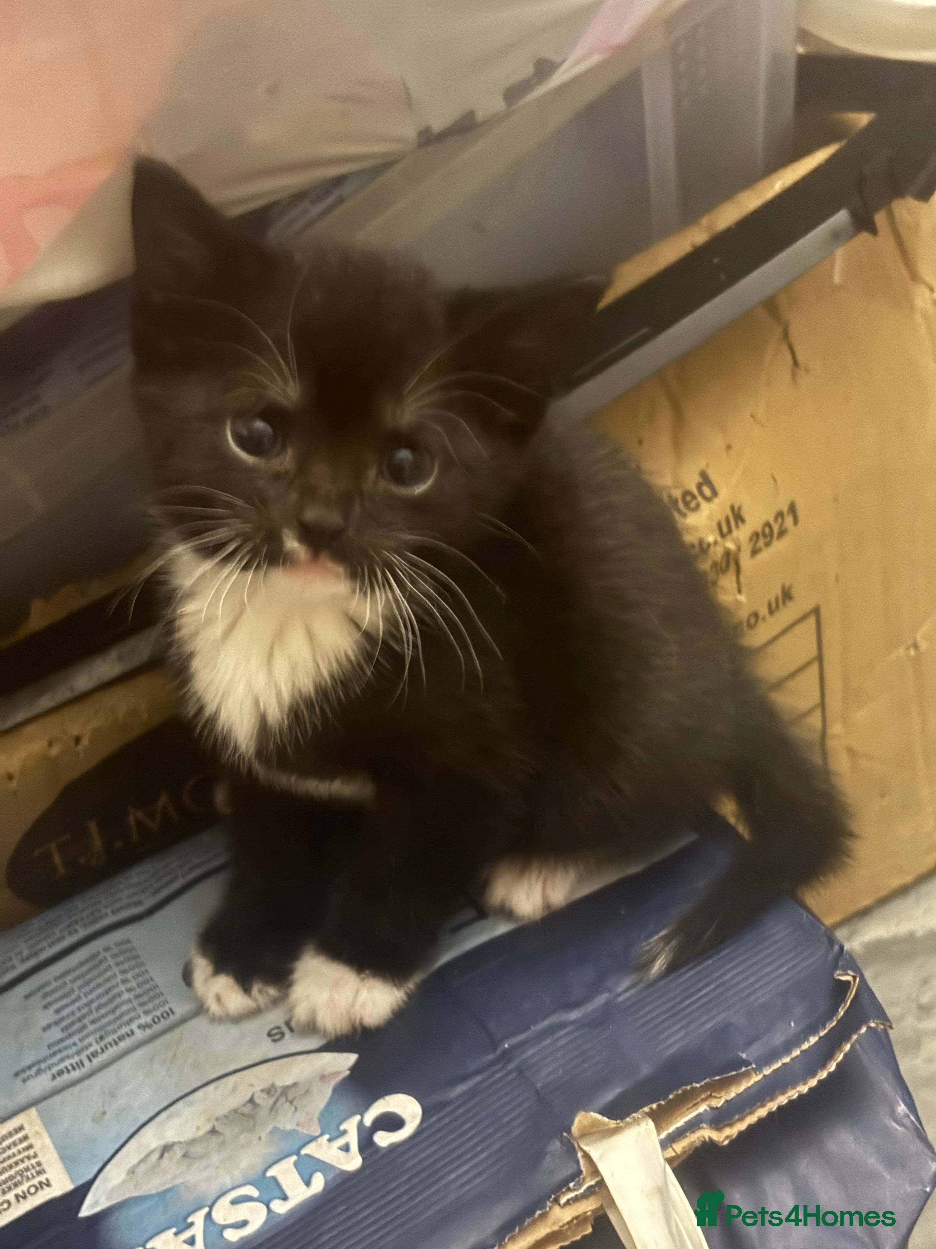 Mixed Breed cats Adorable Fluffy Kittens - Advert 2