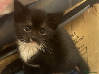 Mixed Breed cats Adorable Fluffy Kittens - Advert 2