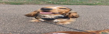 Cocker Spaniel 1